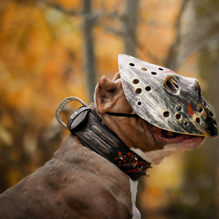 The "Haunted'' collar LIMITED by Bestia Dog Gear