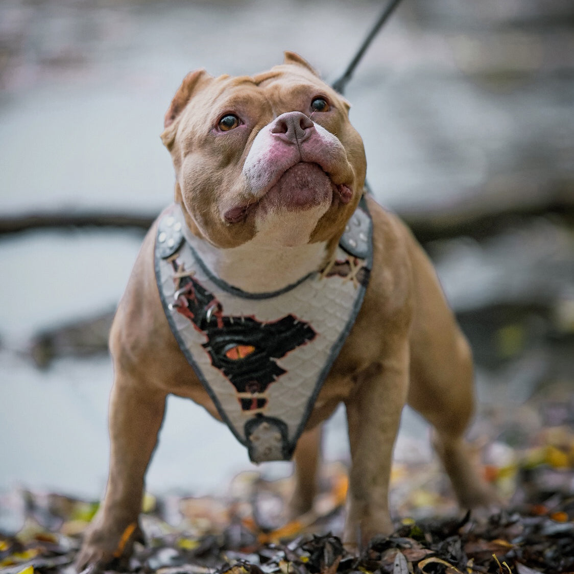 The “Dragon's Eye” Harness LIMITED! by Bestia Dog Gear