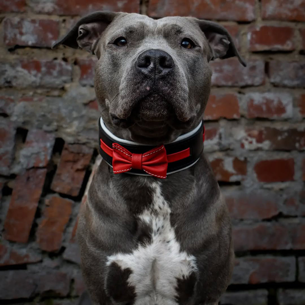 The "Bowtie" collar black by Bestia Dog Gear