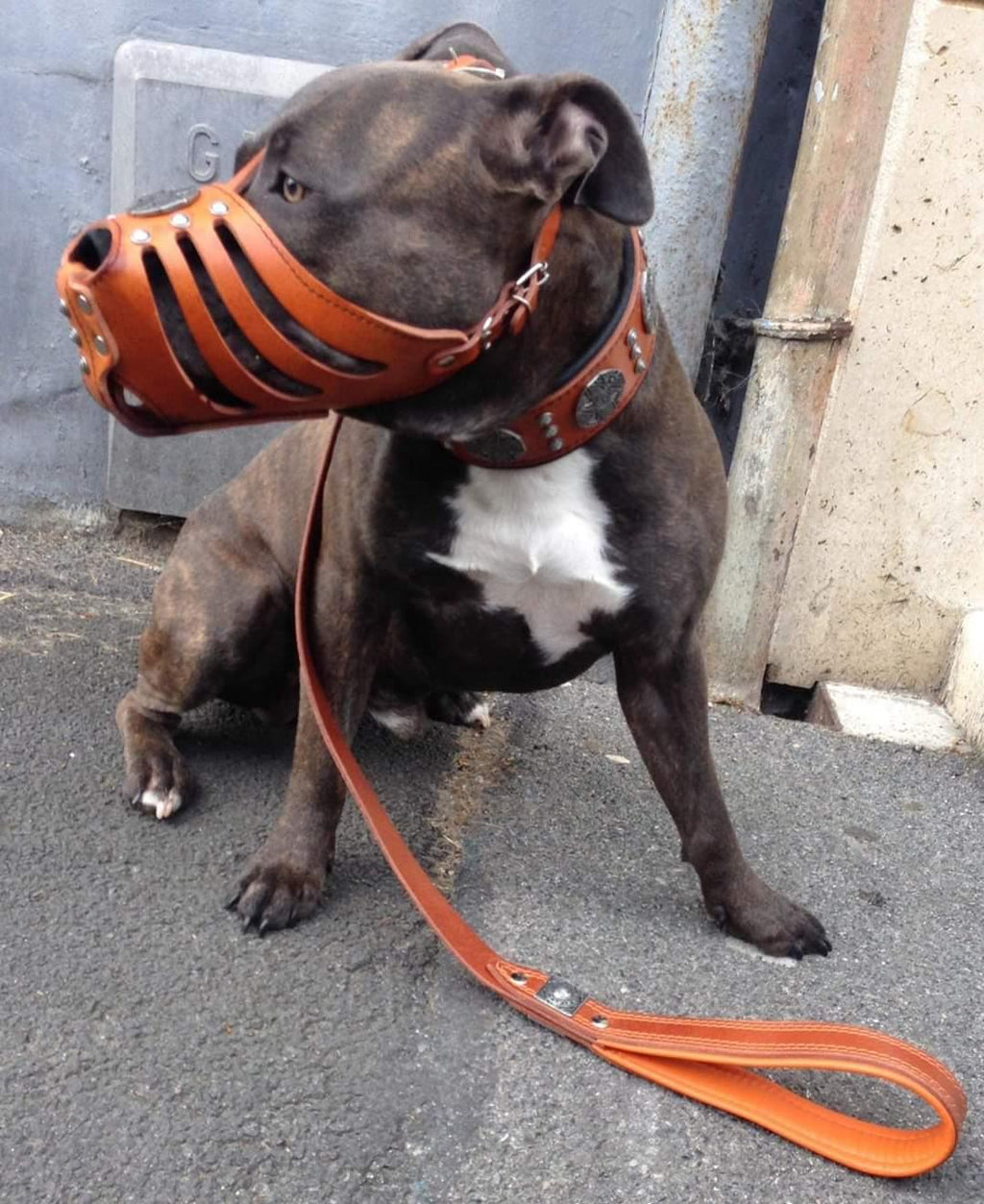 ''Maximus'' Silver Basket Muzzle by Bestia Dog Gear