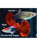 Red Tuxedo guppy PAIR by Danaqua Live Fish & More