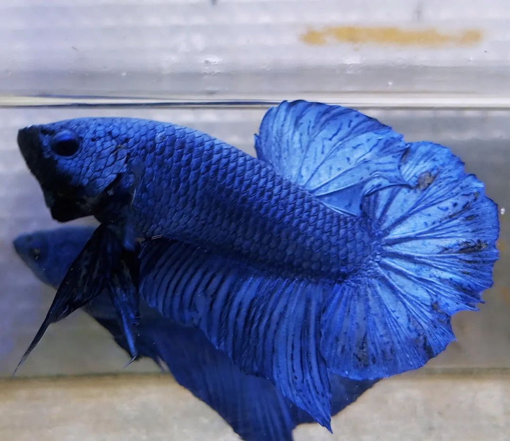Betta Giant by Danaqua Live Fish & More