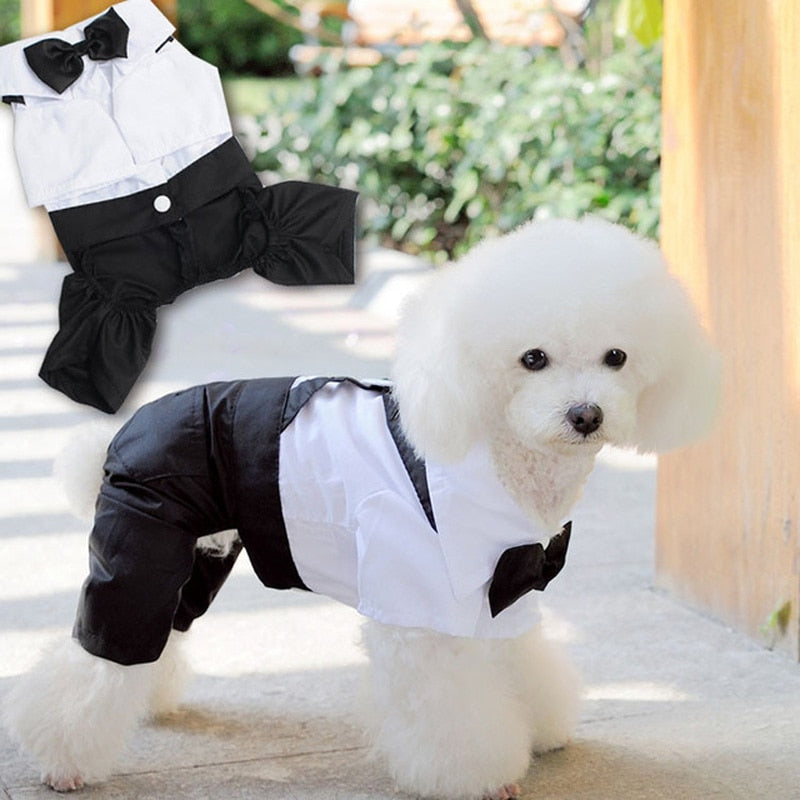 Handsome Stylish Pet Suit with Bow Tie by Furr Baby Gifts