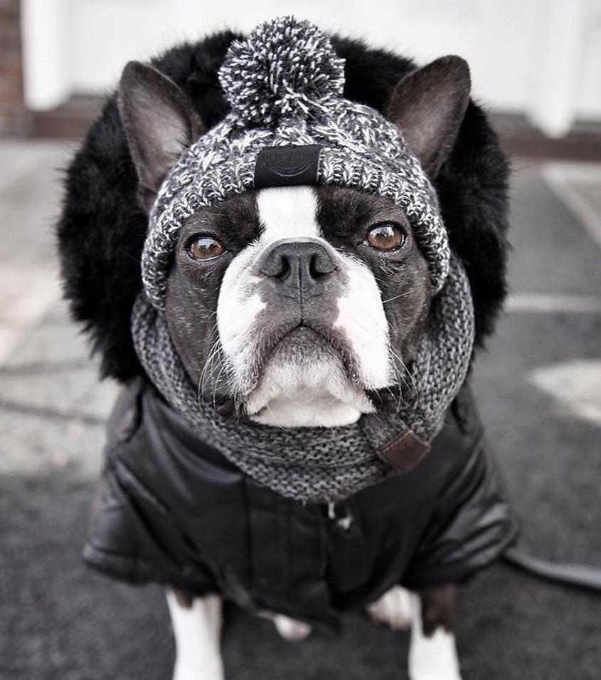 Autumn Winter Warm Knitted Pet Hats With Fluffy Ball by Furr Baby Gifts