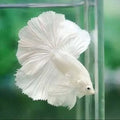White Halfmoon Betta (Male) by Danaqua Live Fish & More