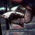Betta Black Samurai (Male)