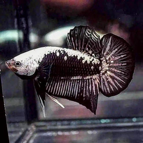 Betta Black Samurai (Male) by Danaqua Live Fish & More