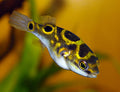 Puffer Figure Eight by Danaqua Live Fish & More