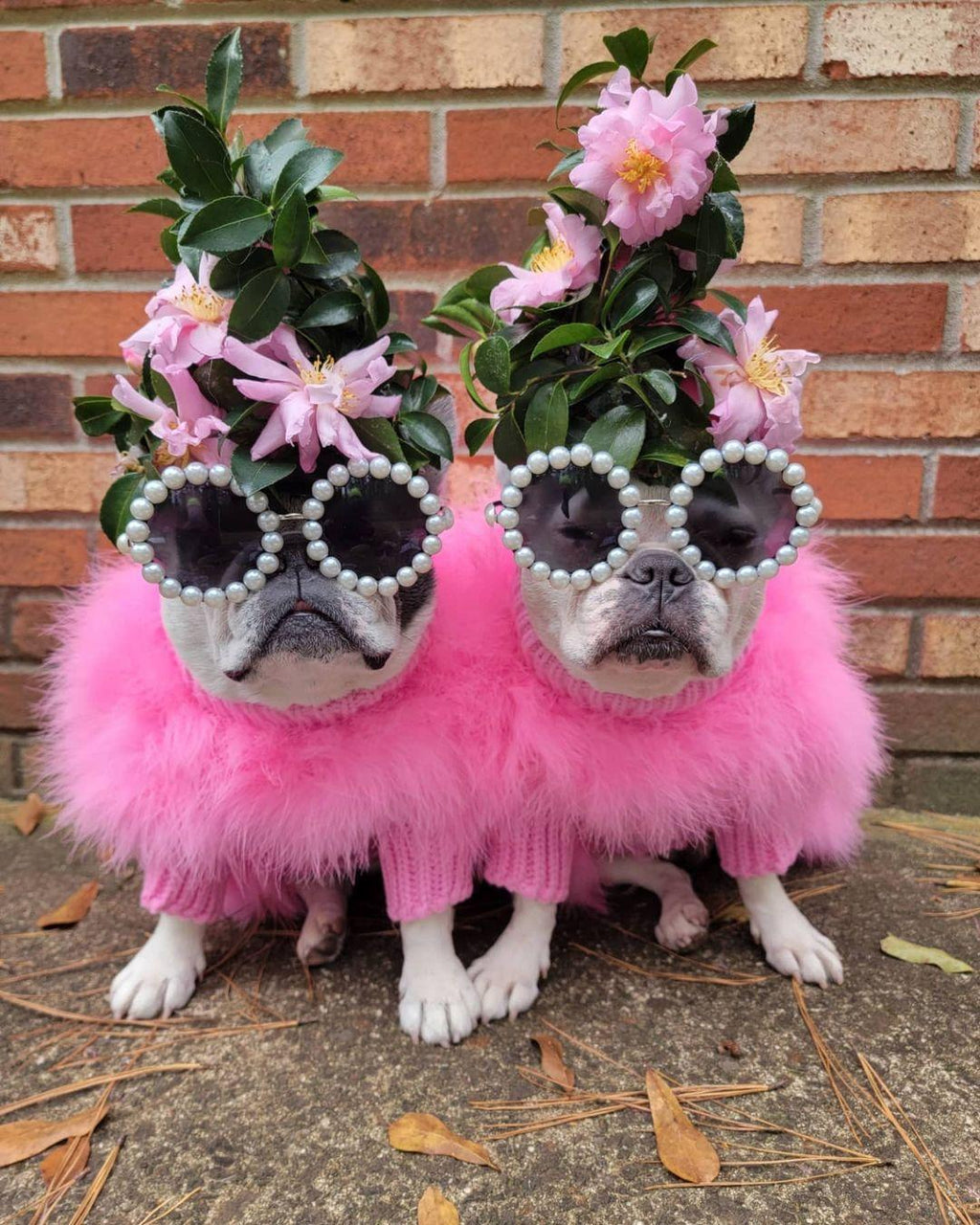 Haute Couture Feathered Luxury Pet Sweater by Furr Baby Gifts