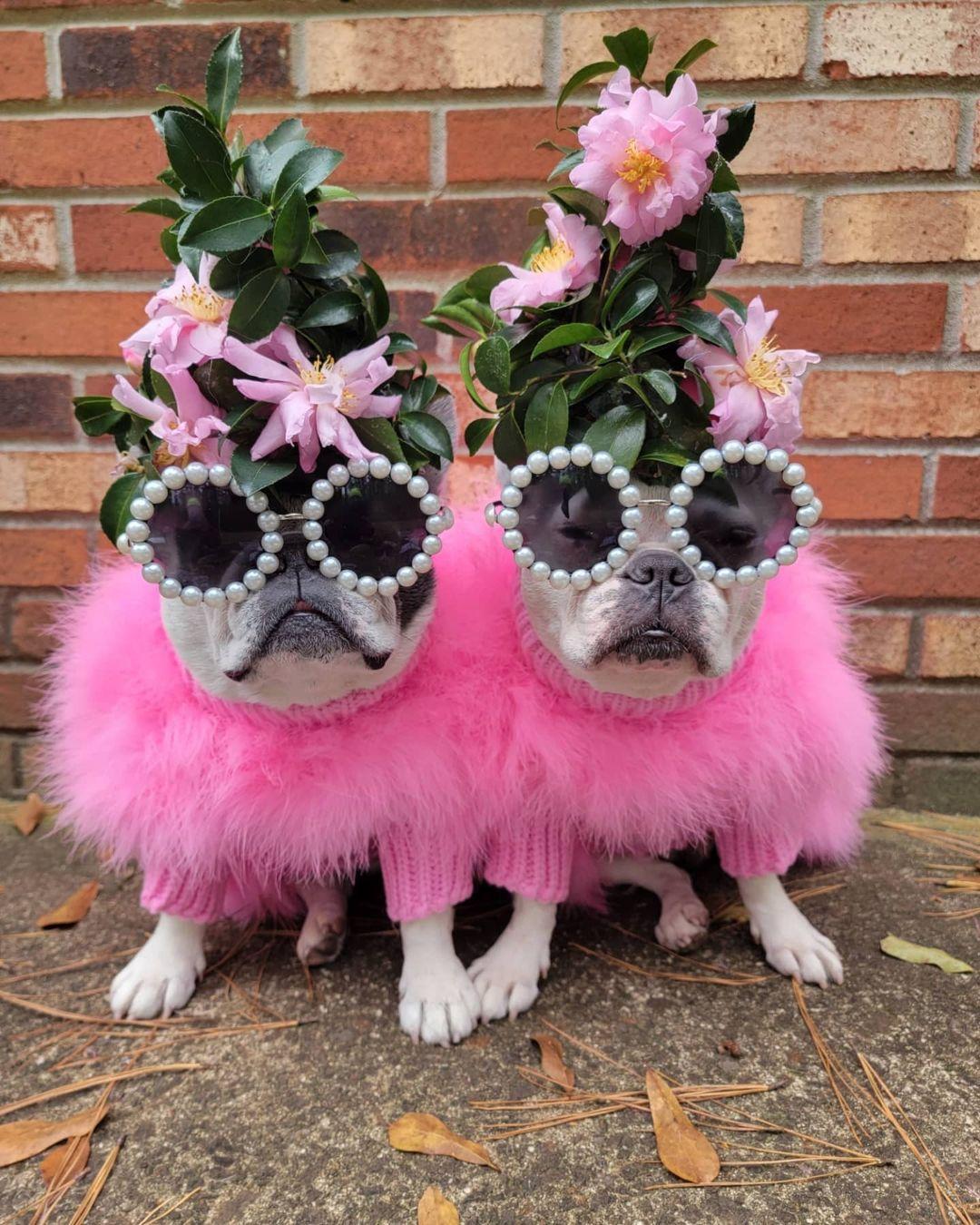 Haute Couture Feathered Luxury Pet Sweater by Furr Baby Gifts