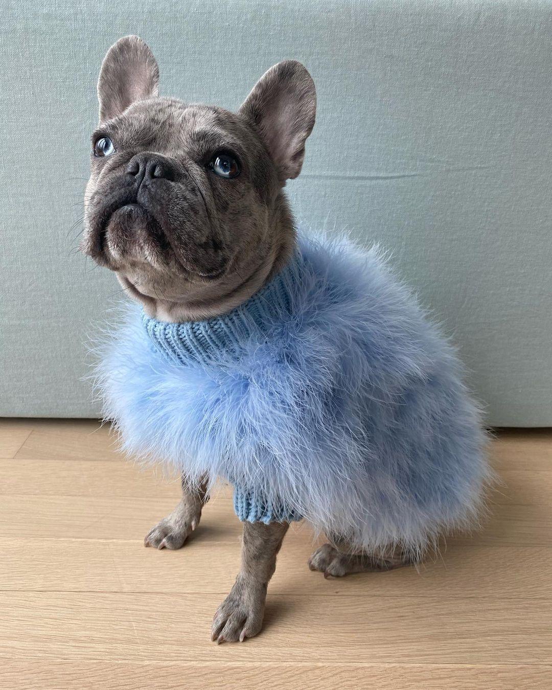 Haute Couture Feathered Luxury Pet Sweater by Furr Baby Gifts