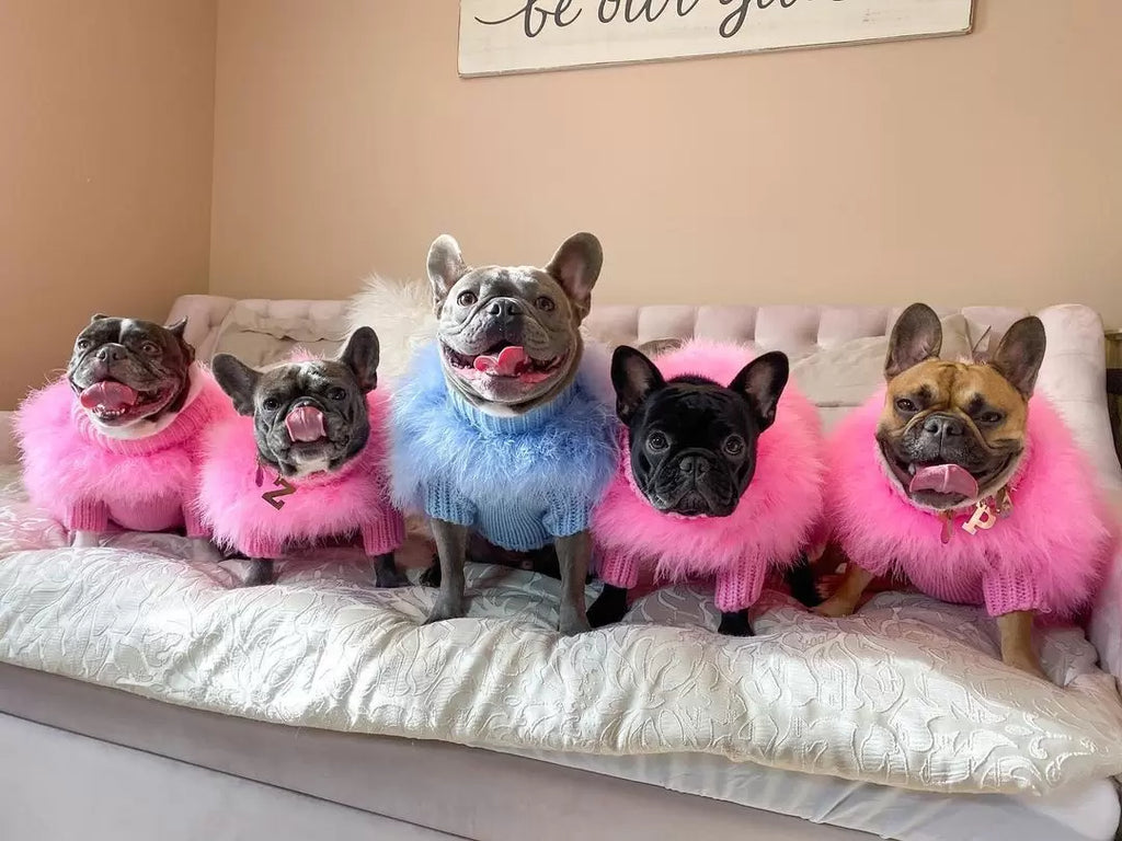 Haute Couture Feathered Luxury Pet Sweater by Furr Baby Gifts