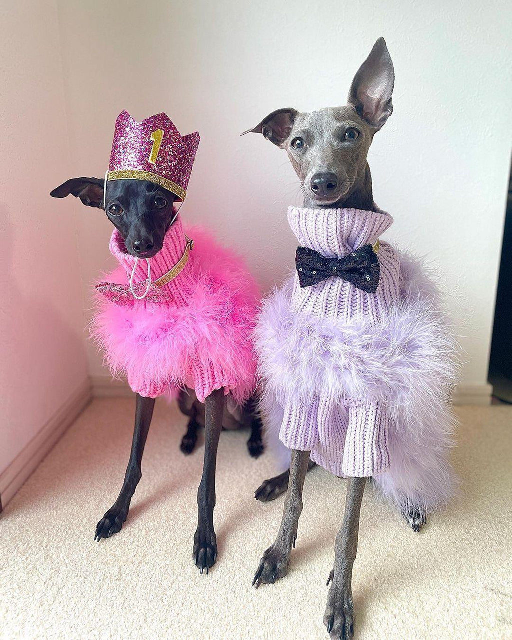 Haute Couture Feathered Luxury Pet Sweater by Furr Baby Gifts