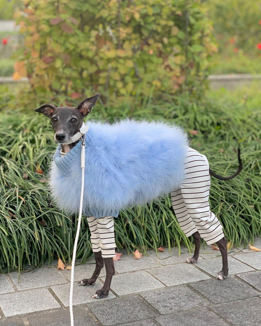 Haute Couture Feathered Luxury Pet Sweater by Furr Baby Gifts
