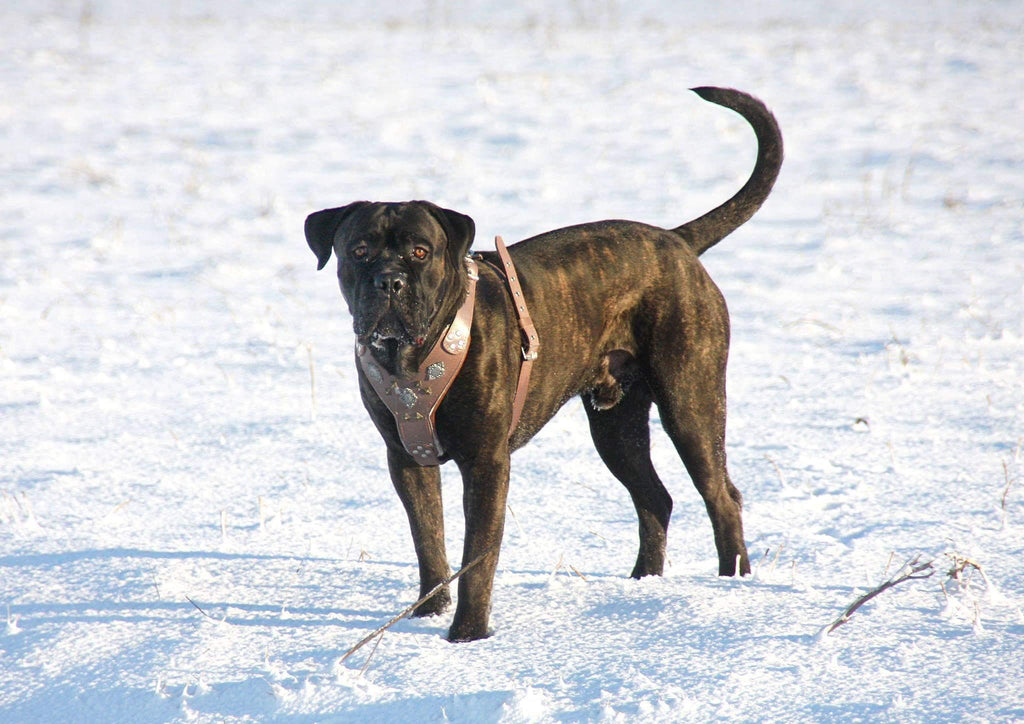The "Aztec" Grey Harness by Bestia Dog Gear