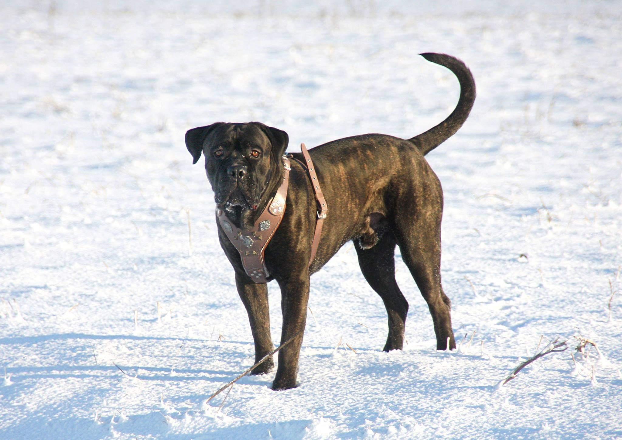 The "Aztec" Grey Harness by Bestia Dog Gear