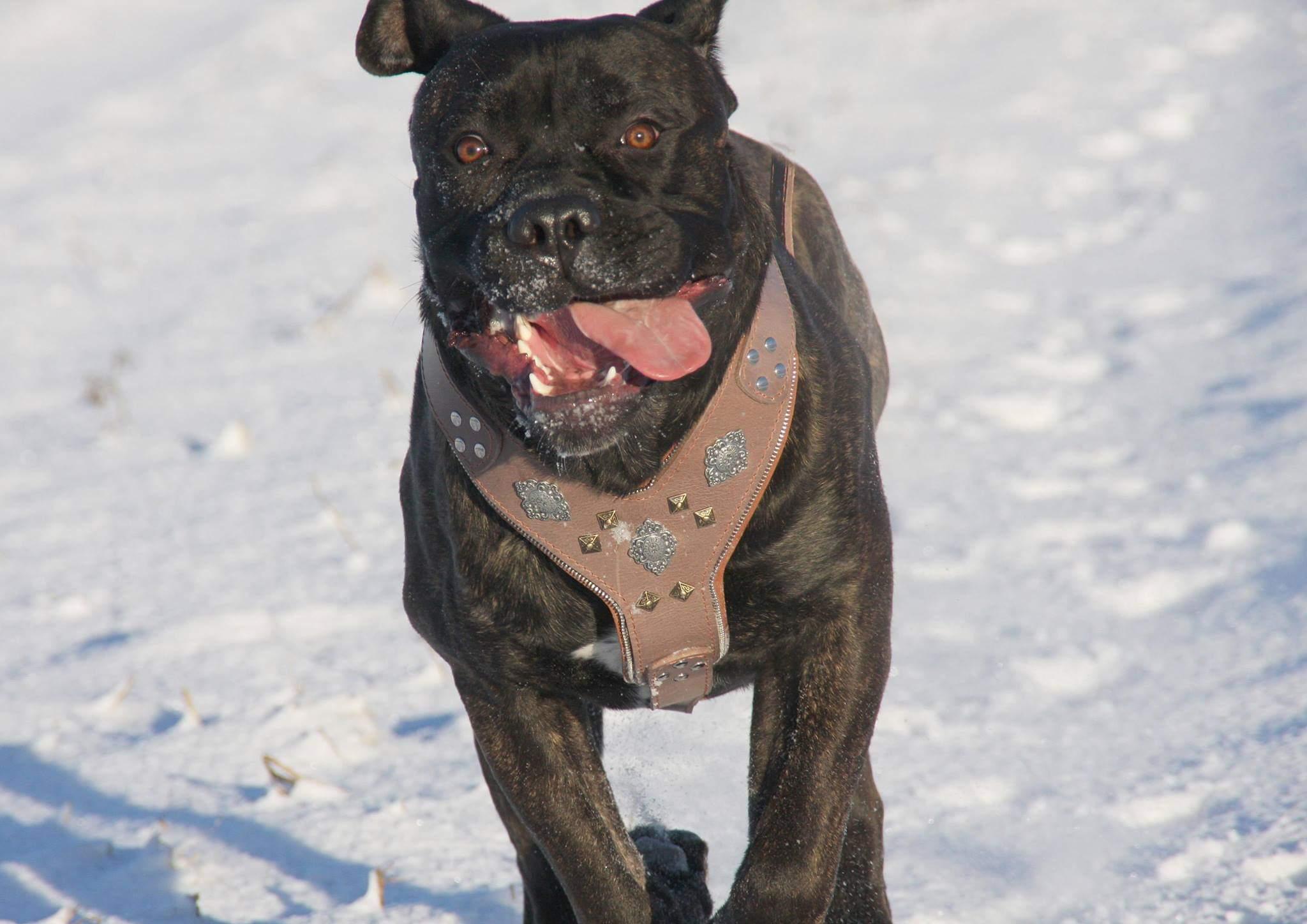 The "Aztec" Grey Harness by Bestia Dog Gear