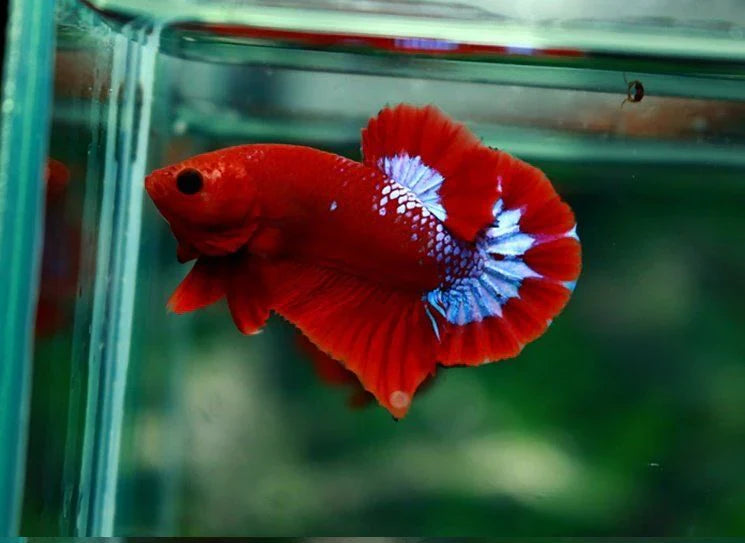 Hellboy Betta (Male) by Danaqua Live Fish & More