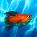 Red Wag Hi-Fin Platies by Danaqua Live Fish & More
