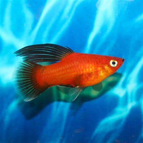 Red Wag Hi-Fin Platies by Danaqua Live Fish & More