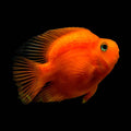 Red Parrotfish by Danaqua Live Fish & More