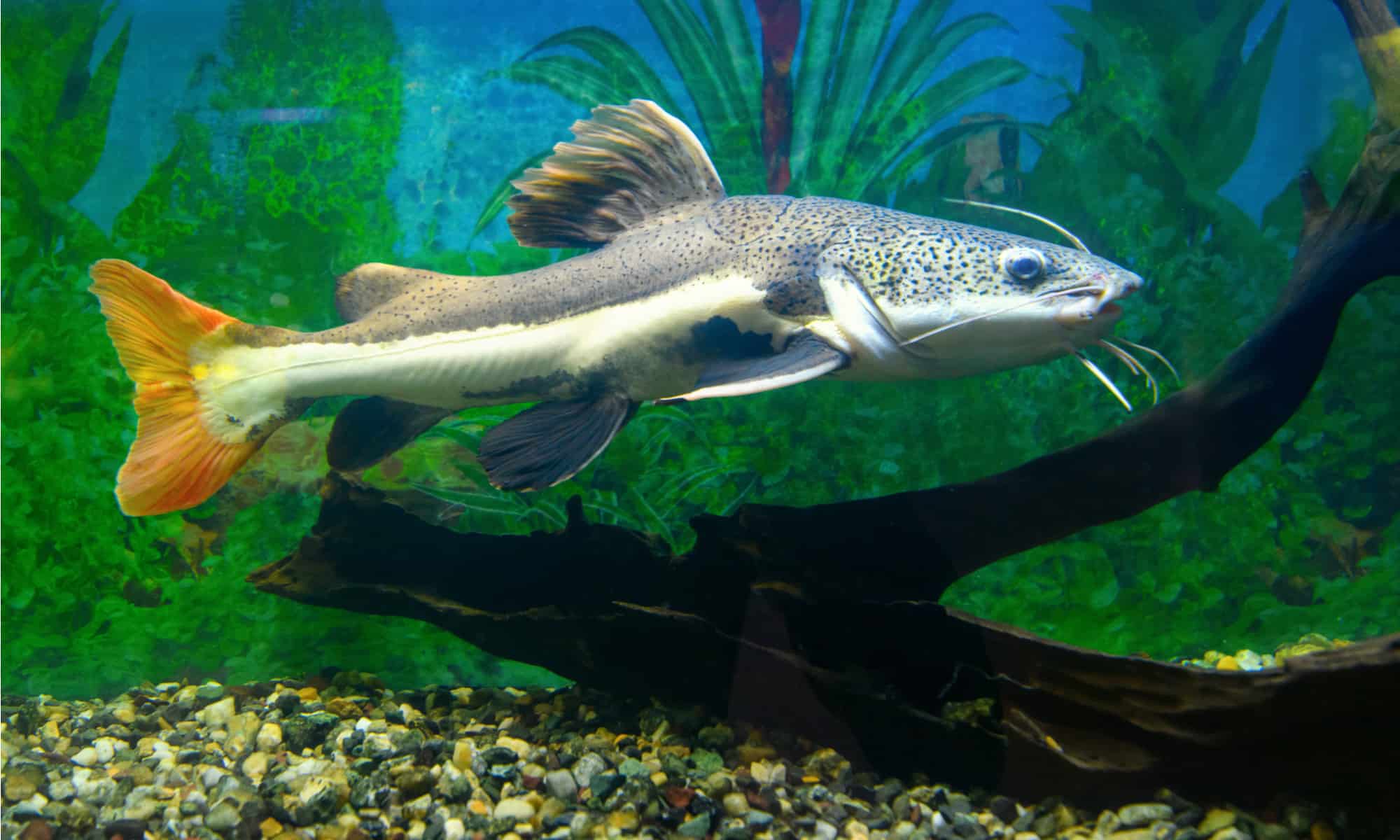 South American Redtail Catfish (Phractocephalus hemioliopterus) 3"+ by Danaqua Live Fish & More