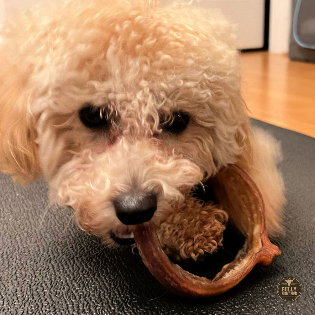 Small Bully Stick Ring by Bully Bunches