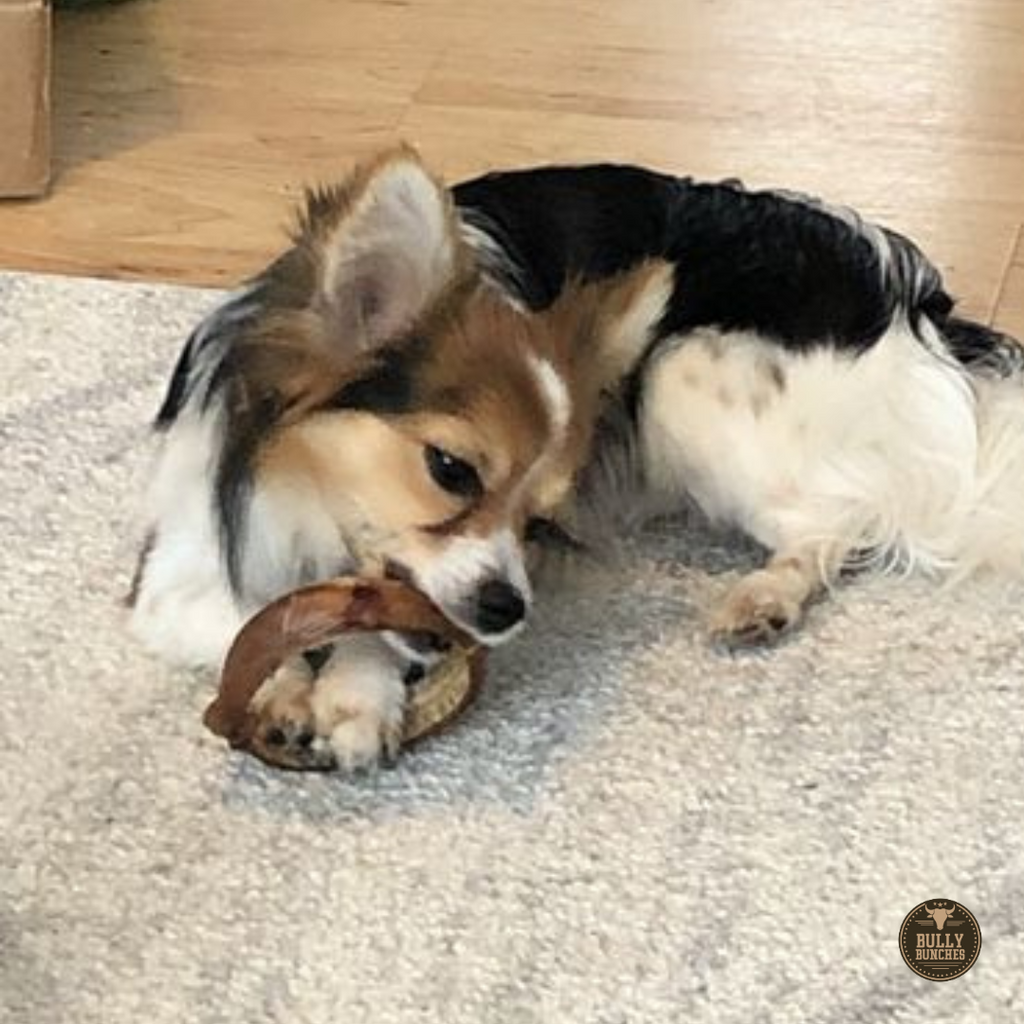 Small Bully Stick Ring by Bully Bunches