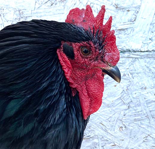 Saveacomb - Herbal Winter Care For Combs & Wattles by Dahlia Pets