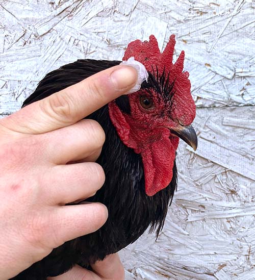 Saveacomb - Herbal Winter Care For Combs & Wattles by Dahlia Pets