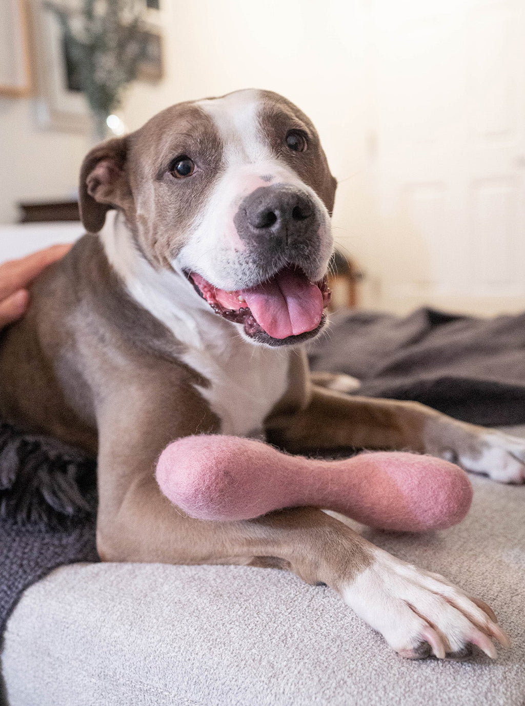 CLASSIC WOOLBONE DOG TOY by MODERNBEAST
