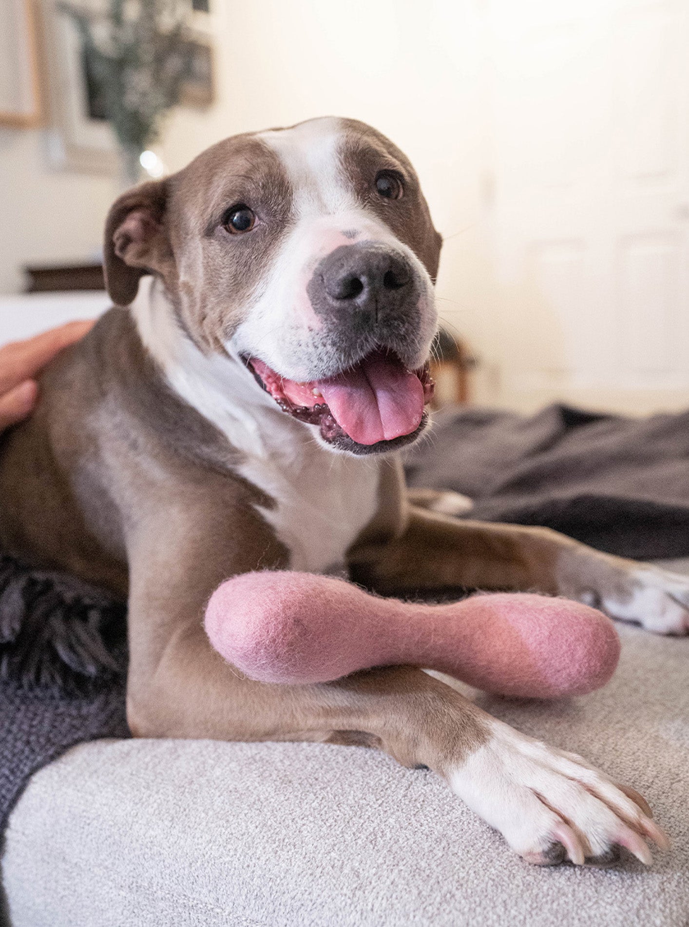 CLASSIC WOOLBONE DOG TOY by MODERNBEAST