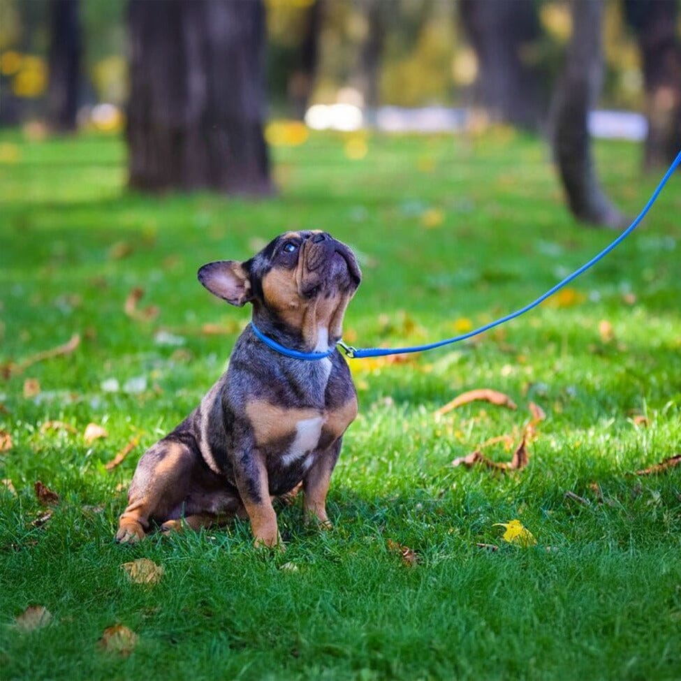 Soft Leather Round Dog Collar by Dogline