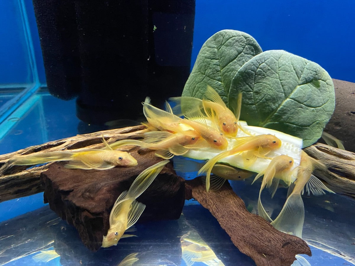 L144 Blue Eye Lemon Bristlenose Pleco (Ancistrus sp) by Danaqua Live Fish & More