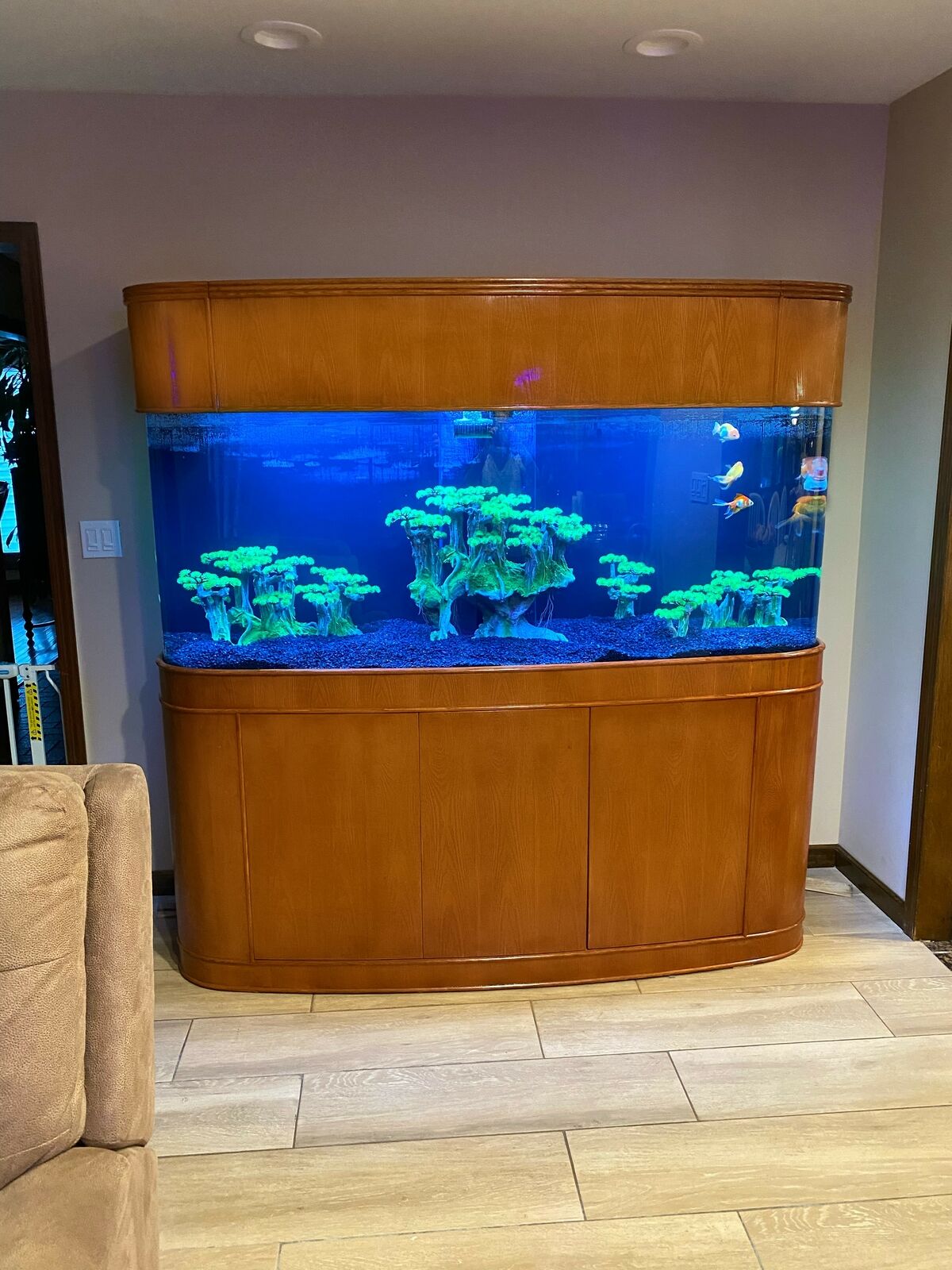 Premium Cherry 380 Gallon Seamless Glass Bowfront Reef-Ready Aquarium Set by AQUA VIM