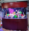 Display Model 380 Gallon Seamless Glass Bowfront Reef-Ready Aquarium Set in Rose Cherry by AQUA VIM