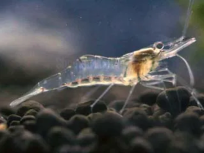 Ghost Shrimp (Pack of 25) by Danaqua Live Fish & More