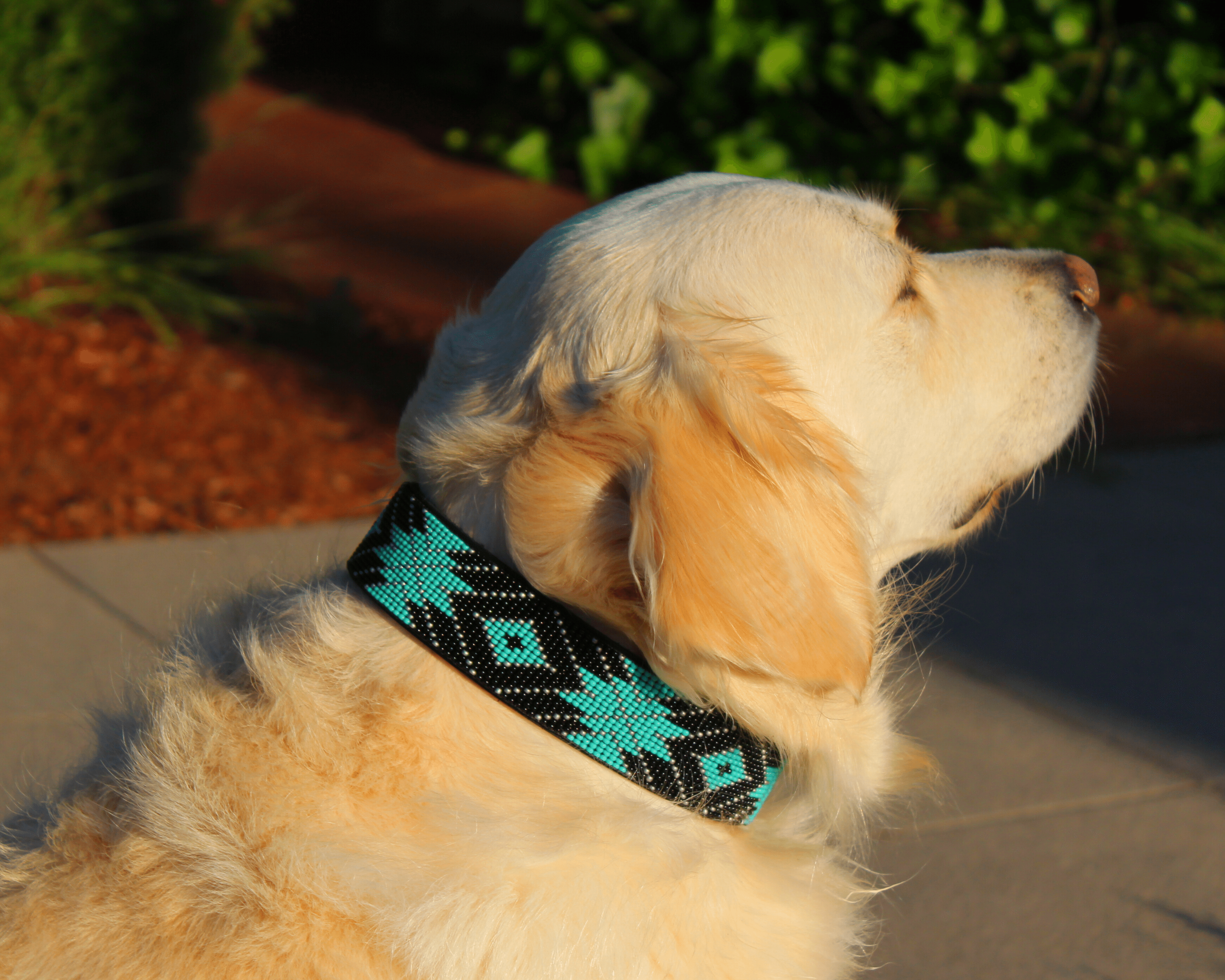 Saint Barth Sambboho dog collar (Deluxe Edition) by Sambboho