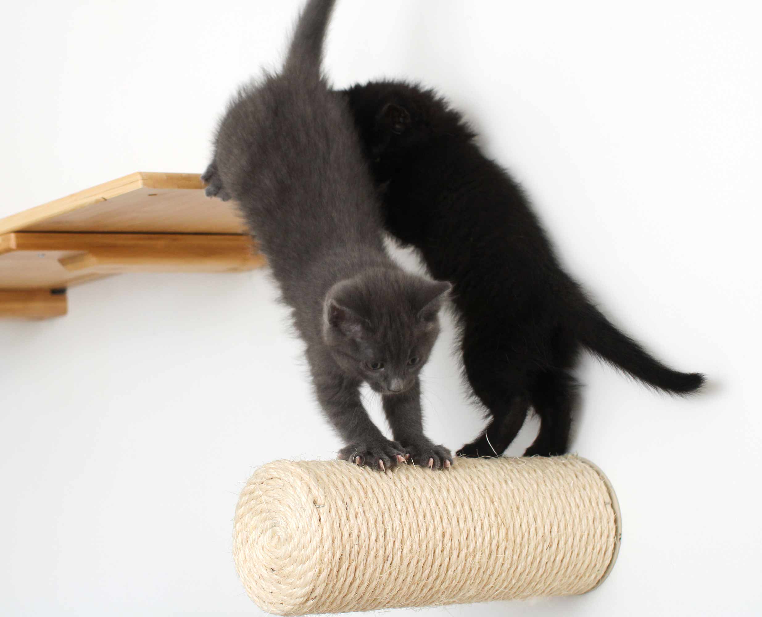 Floating Cat Step for Wall by Catastrophic Creations