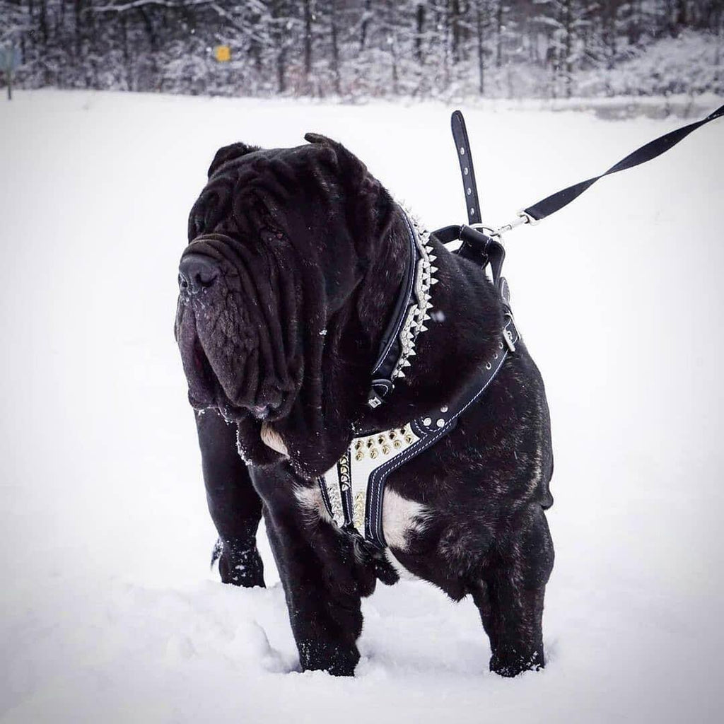 The ''Platinum'' harness by Bestia Dog Gear