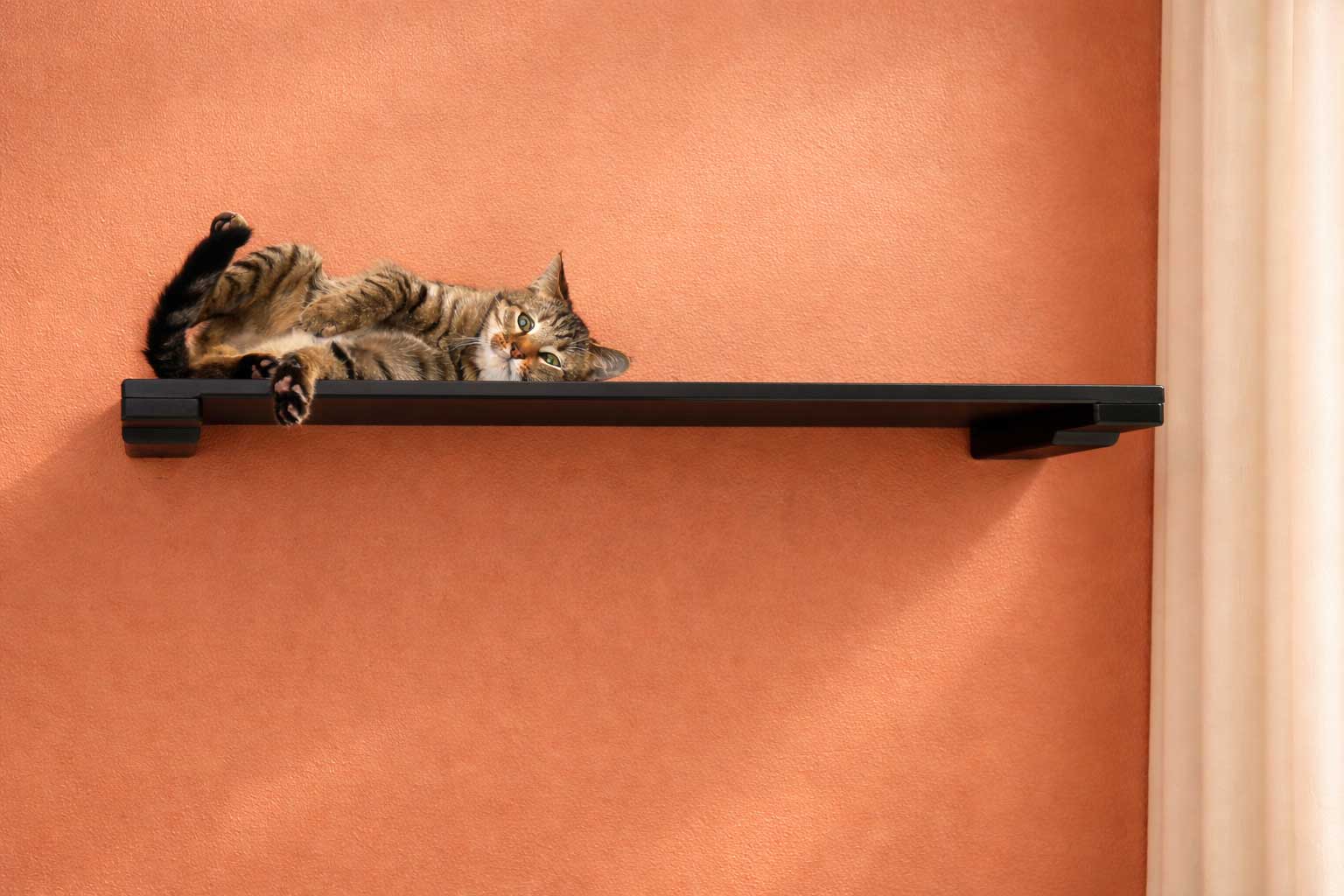 Wall Mounted Cat Shelf by Catastrophic Creations