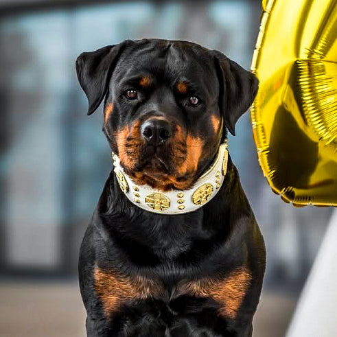 The "Maximus" collar 2.5 inch wide white & gold by Bestia Dog Gear