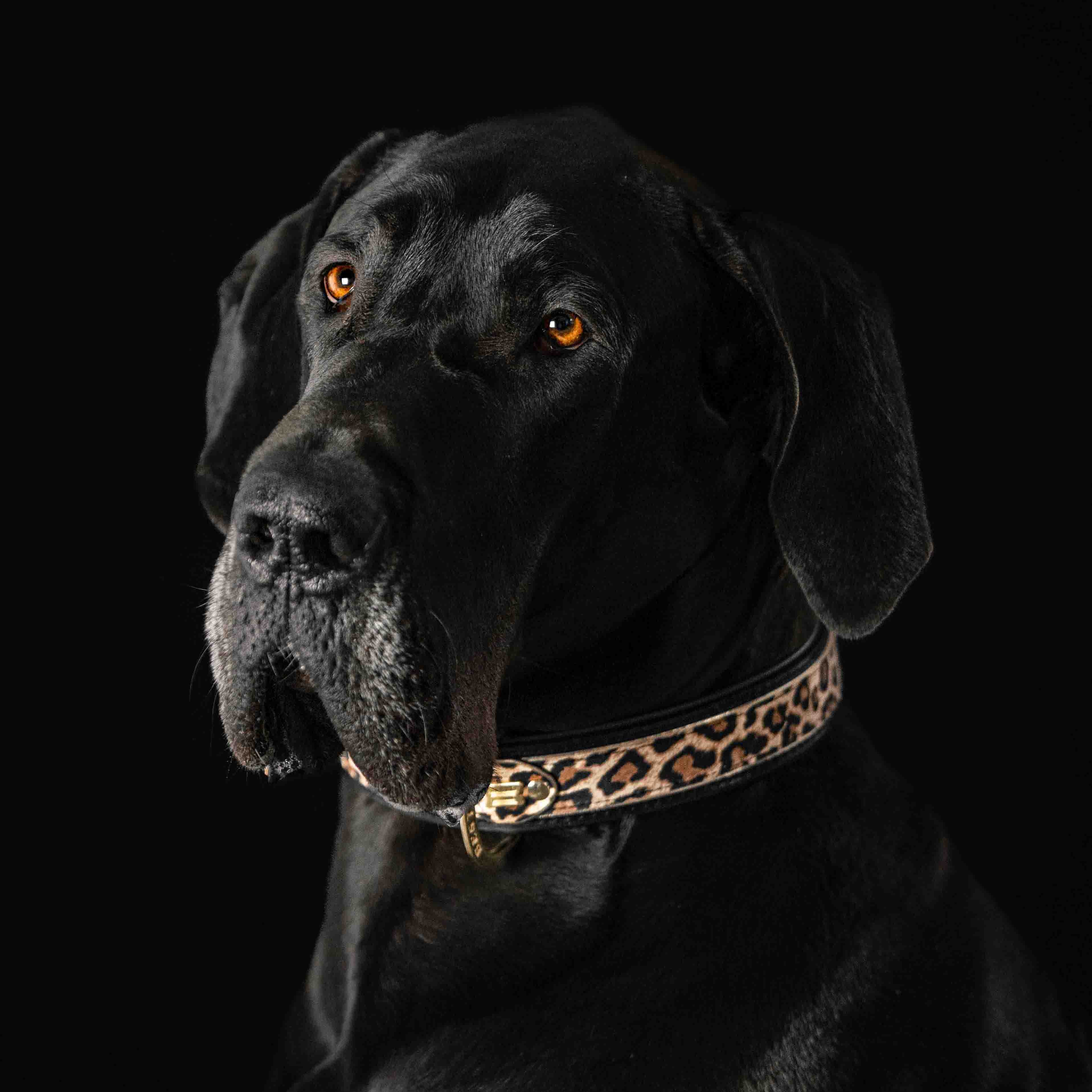 The Leopard Collar by Bestia Dog Gear