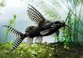 Synodontis angelicus (Angel Catfish) and Synodontis eupterus (Featherfin Catfish) by Danaqua Live Fish & More