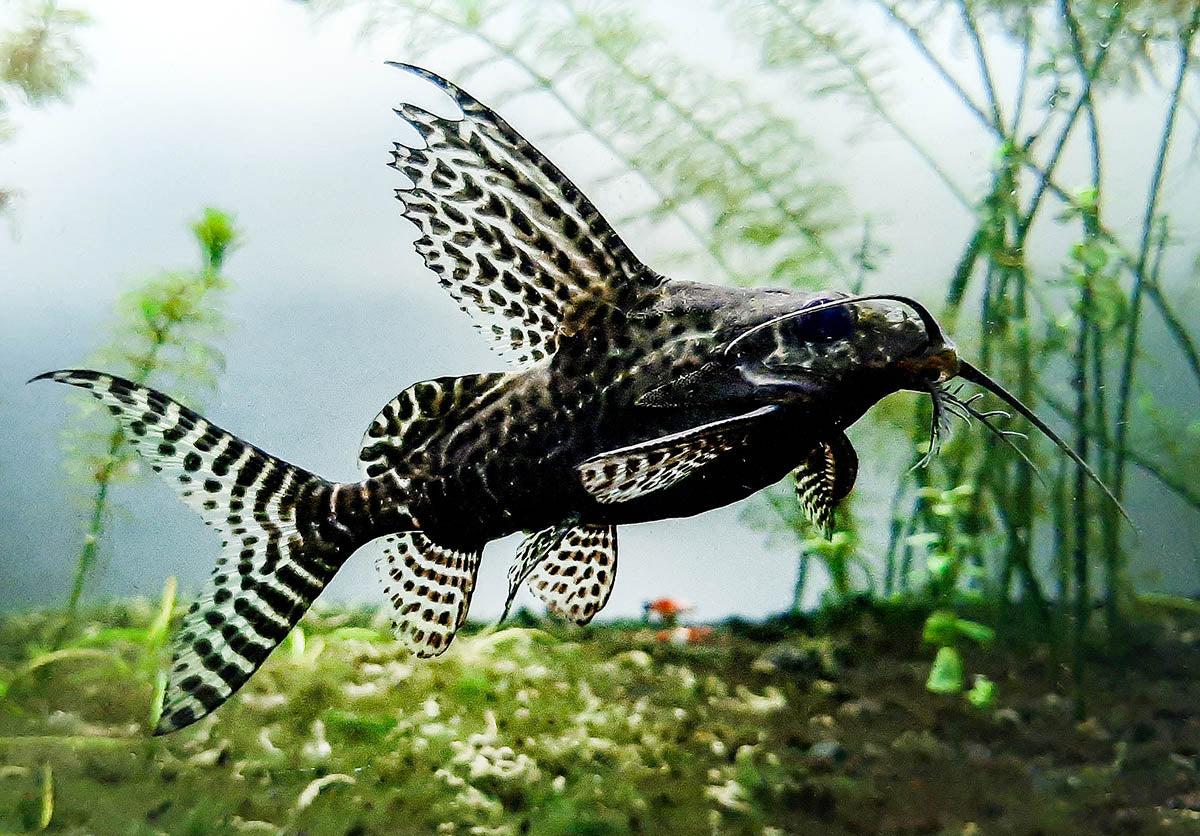 Synodontis angelicus (Angel Catfish) and Synodontis eupterus (Featherfin Catfish) by Danaqua Live Fish & More