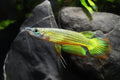 Golden Wonder Panchax by Danaqua Live Fish & More