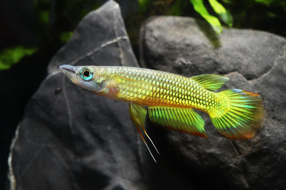 Golden Wonder Panchax by Danaqua Live Fish & More