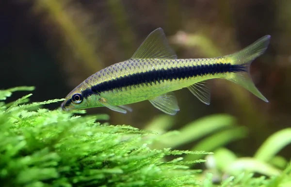 Siamese Algae Eater by Danaqua Live Fish & More