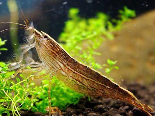Bamboo shrimp (Atyopsis moluccensis) by Danaqua Live Fish & More