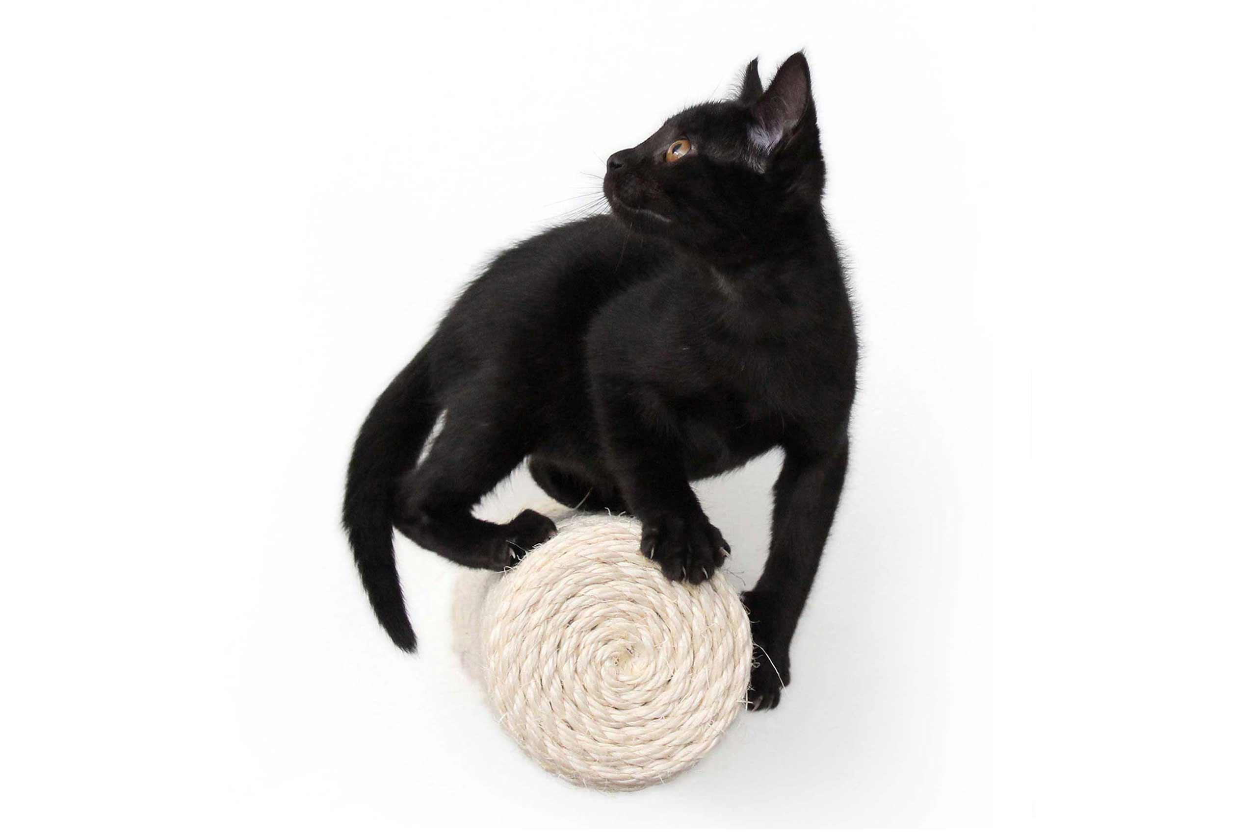 Floating Cat Step for Wall by Catastrophic Creations